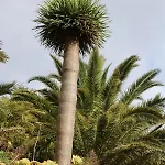 La Capirota *